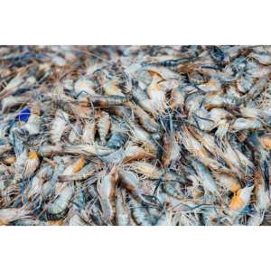Probiotiques naturels pour l'aquaculture-La pisciculture améliore le rendement de croissance avec des enzymes d'acides aminés de vitamines de Bacillus sous forme de poudre - Product Image 2