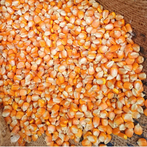 Listo para Enviar: Alimento de Gluten de Maíz Premium al por Mayor, Suministro a Granel, Grado Alimenticio para Animales, Producto de Exportación de Alta Calidad para Caballos, Ganado y Peces - Product Image 6
