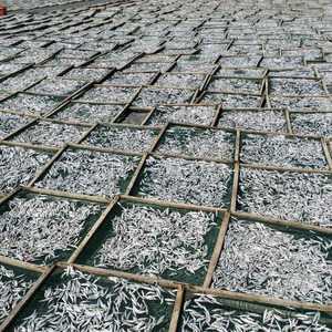 ปลาแอนโชวี่แห้งสำหรับทำน้ำซุปและปรุงรส  สินค้าพร้อมส่ง - Product Image 5