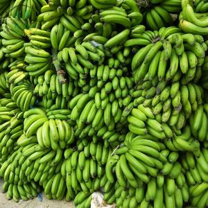 เครื่องทำแป้งกล้วยสายการผลิตแป้งกล้วย - Product Image 6