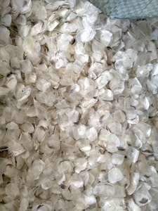 Meilleure vente en gros 2024 écailles de poisson tilapia séchées 100 pures avec un prix compétitif et une qualité de qualité sur le marché - Product Image 2