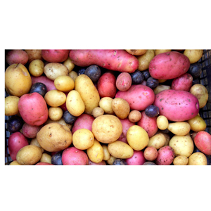 Pommes de terre fraîches, produits agricoles, emballage en sac, vente en gros, exportateur, distributeur mondial - Product Image 2