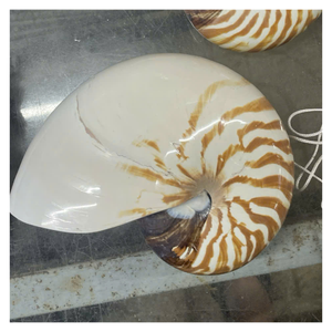 เปลือกหอยนาตูลัสพรีเมียมสำหรับตกแต่งบ้าน ตู้ปลา และงานฝีมือ คุณภาพส่งออก ราคาขายส่ง - Product Image 1