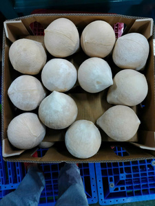 Noix de coco jeune fraîche d'origine vietnamienne utilisant du matériau naturel de la coque de noix de coco conçue pour la préparation de boissons Acheteurs en gros - Product Image 3