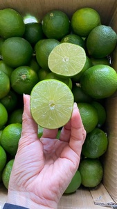 Limón fresco sin semillas a granel de Vietnam a bajo precio |   Fruta Cítrica con Alto Rendimiento de Jugo para Producción de Bebidas y Procesamiento de Alimentos - Product Image 2