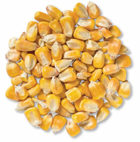 Maïs Glutineux Jaune Non-OGM du Brésil avec une Durée de Conservation de 2 Ans