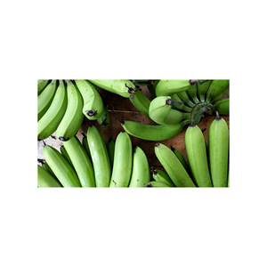 Bananes Cavendish vertes de qualité supérieure, prêtes à l'exportation, produits frais pour commandes en gros et expédition internationale - Product Image 1