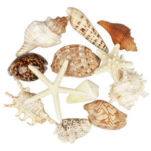 Adornos de Conchas Marinas Naturales Hechos a Mano en Varias Formas, Conchas Marinas para Proyectos Creativos de Bricolaje y Regalos de Decoración del Hogar - Product Image 3