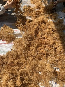 Seamoss with Affordable Price, From Viet Nam Suppliers - Product Image 6
