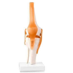 Modelo de Anatomía Médica en Oferta, Instrumento Quirúrgico Médico, Modelo de Articulación de Rodilla con Ligamentos para Uso en Facultades de Medicina - Product Image 1