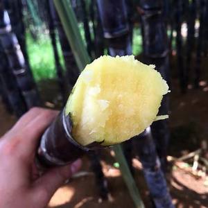 IQF Frozen Purple Sugarcane Organic Fresh Sweet Top Sales Water Preservation Process <b>Vacuum</b> Pack Bulk Packaging from Vietnam - Product Image 5