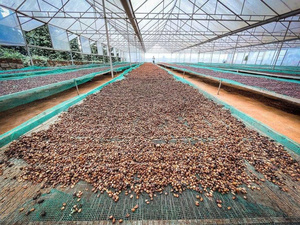 Granos de Café Verde Robusta Origen Vietnam Procesado con Miel Roja Premium Criba 16 Nueva Cosecha Cultivo Común Grado 40kg Bolsa de Yute - Product Image 4