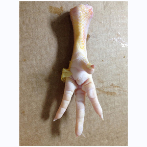 Patas de Pollo Congeladas al por Mayor, Listas para Enviar para Fabricantes de Alimentos - Product Image 4