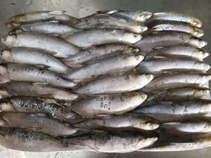 Nuevo Pescado Entero Congelado BQF (Chanos Chanos) para Cebo, Certificado HACCP, Grado A, Mariscos Chinos - Product Image 6