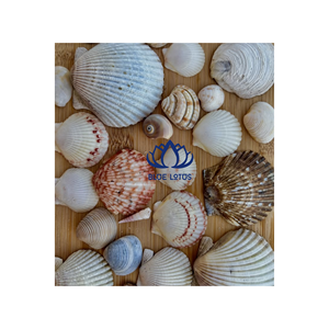Material Superior, Seguro, Limpio y Ecológico, Abanico de Conchas Marinas, Artículo 100% Vegetal, Ideal para Decoración de Eventos y Adornos de Pared, Precio Directo - Product Image 1