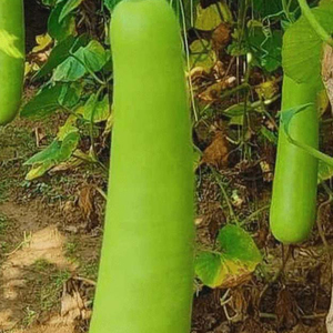มะระสด ผักใบเขียวอ่อน สำหรับขายส่ง ร้านขายของชำ ร้านอาหาร บริการจัดส่งอาหาร และการกระจายสินค้า - Product Image 4