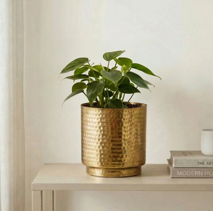 Modern Brass Planter Pot Circular Design Brass Planter Pot <b>Desktop</b> Planter For Indoor Plants Best Price - Product Image 5
