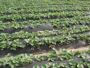 Control de malezas no tejido, estera de jardinería antimalezas, mantillo, jardín vegetal, tela DE PAISAJE - Product Image 2