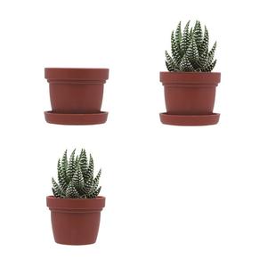 Jardinière succulente - Product Image 1