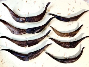 Paires de cornes de chèvre naturelles, finition rustique, écologiques, neuves, de haute qualité pour la décoration et l'artisanat - Product Image 3