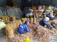Vente directe d'usine de cannelle cassée Cassia du Vietnam épices simples et herbes
