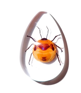 Cabujón de Plástico con Espécimen Real de Insecto Floral, Corte Pera, 46x30 mm, Base Plana Transparente para Manualidades y Joyería - Product Image 4