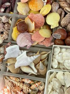 [FOURNISSEUR PRINCIPAL] Cabochon plat en coquille de Paua naturelle |   Coquille d'ormeau irisée polie, écologique et faite à la main pour la création de bagues DIY - Product Image 4