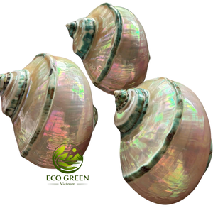 Grande coquille de mer polie et brillante pour la décoration nautique de la maison, les centres de table de mariage sur la plage, la mise en scène d'événements et les accessoires photo en gros - Product Image 4