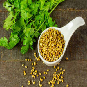 Semillas de Cilantro Indio Frescas, Calidad de Exportación, Nueva Cosecha, Natural, Premium, Aromático, Grado Global, Especias a Granel, Gujarat, 12 Meses - Product Image 1