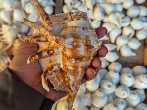 เปลือกหอยสังข์ธรรมชาติสำหรับพุจ บลูว์ (เป่าลม) พิธีกรรมทางจิตวิญญาณ วัสดุตกแต่งบ้านและวัดตามหลักวัสดุศาสตร์ ชุดใหญ่ - Product Image 1