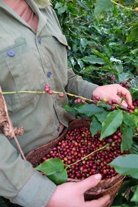 100% Mix Arábica Coffees Classic Ground Coffee High Toast con alta calidad para que el cliente haga café instantáneo de Vietnam - Product Image 3