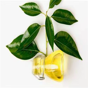 Pure Natural Essential <b>Oil</b> <b>for</b> Aromatherapy Massage Pain Relief Dark Circles Skin Care Hair Care <b>Diffuser</b> Use Bulk Supply Export - Product Image 4