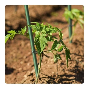 Garden Stakes 48 Inch Solid Glass Fiber Plant Support <b>Rod</b> - Product Image 3