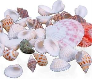 Coquillages naturels mélangés pour la décoration d'aquariums, les loisirs créatifs et les accessoires photo - Product Image 5