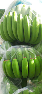 Plátanos Cavendish Verdes Frescos, Racimo Entero, Calidad Premium, 13 kg, Fruta Tropical para Venta al por Menor y Servicios de Alimentación - Product Image 1