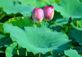 Fleur de lotus séchée de haute qualité – Fleur naturelle pour tisane, prix compétitif // Mr.Tom - Product Image 3