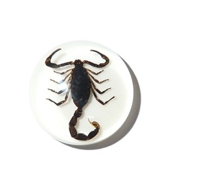 Scorpion noir, spécimen réel, cabochon en plastique rond 25x25 mm, fond plat blanc pour l'artisanat et la fabrication de bijoux - Product Image 6
