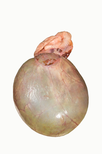 Vejiga Biliar de Res Natural, Vejiga Biliar de Buey, Extracto Animal a Granel al por Mayor - Product Image 3