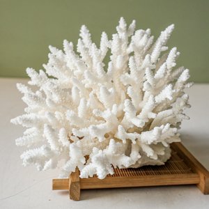 Décor d'aquarium, coquillages marins blancs pour décoration nautique et artisanat, coquillages de plage naturels, propres et secs. - Product Image 6