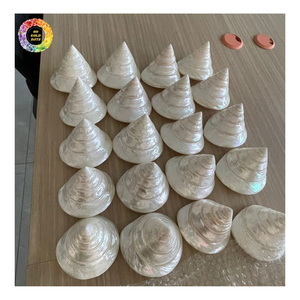 Wholesale Yellow Hellmet Shell, Queen Helmet Shell, Giant Green Marmoratus Turban Shell Craft Home Decoration Material <b>Ornament</b> - Product Image 3