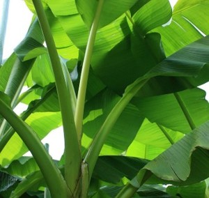 Hojas de Plátano Congeladas Redondas de Origen Vietnamita, Ideales para Cocinar, Precio Competitivo, OEM, ODM, Envío Global - Product Image 3
