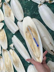 สินค้าขายดี |   กระดูกปลาหมึกดิบ แหล่งแคลเซียมสำหรับนกแก้วและนกในกรง จากบลูโลตัส เวียดนาม - Product Image 4