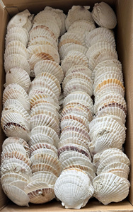 Coquilles de palourde entières de qualité export pour l'aménagement paysager et la décoration marine - Product Image 3