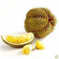 Verse Vietnamese Durian 2 kg |   28-37CM HELE VRUCHTEN met ROESTVRIJ STALEN BLADEN & USB OPLADEN voor GROOTHANDEL & EXPORT