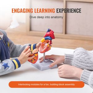 Modelo de Corazón Humano Anatómicamente Preciso de 2 Partes a Escala 1:1 con Números, Estructura Anatómicamente Correcta para Ciencias Médicas - Product Image 3