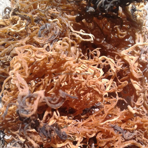 Eucheuma Cottonii Seca de Vietnam - Materia Prima de Carragenano |   Marca Kim Minh - Product Image 3