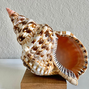 Trumpet <b>shells</b> decorative <b>shell</b> beach gift decor <b>ornament</b> discount deal natural triton seashell - Product Image 5