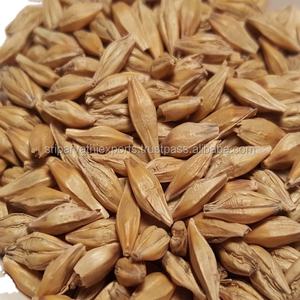 Orge de qualité supérieure disponible pour la vente en gros à bas prix abordable - Product Image 4