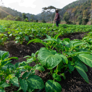 Rhizobium เครื่องใช้ประโยชน์ทางชีวภาพสำหรับพืชตระกูลถั่วที่ให้ผลผลิตสูง-t1B ทางชีวภาพของดิน - Product Image 4