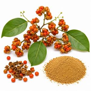 Proveedor de Materia Prima Herbal Premium, Extracto de Celastrus Paniculata en Polvo, Ingrediente Natural para Productos de Bienestar Cognitivo, OEM - Product Image 5